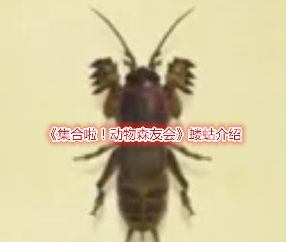 动物森友会蝼蛄可以卖多少钱