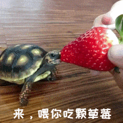 来喂你吃草莓表情包